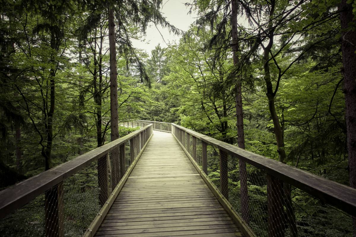 Holzbrücke im Wald