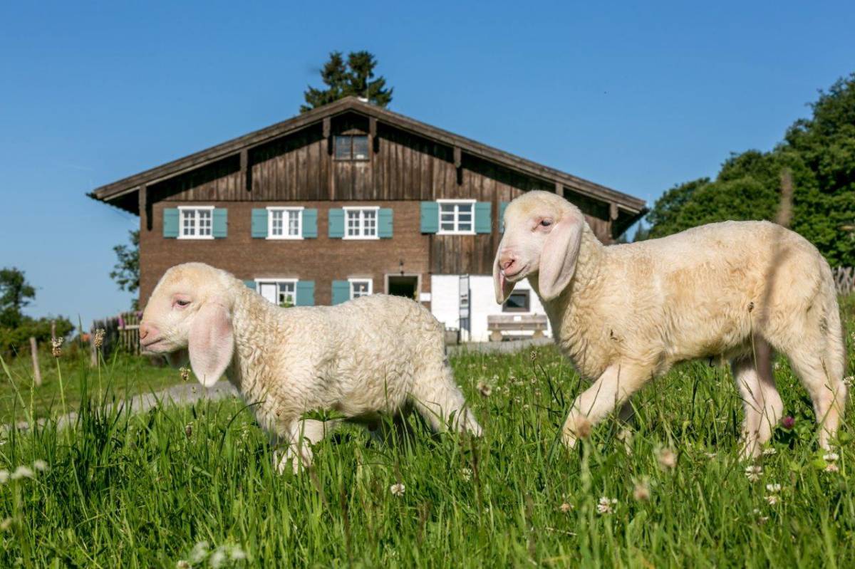 Allgäuer Bergbauernhof