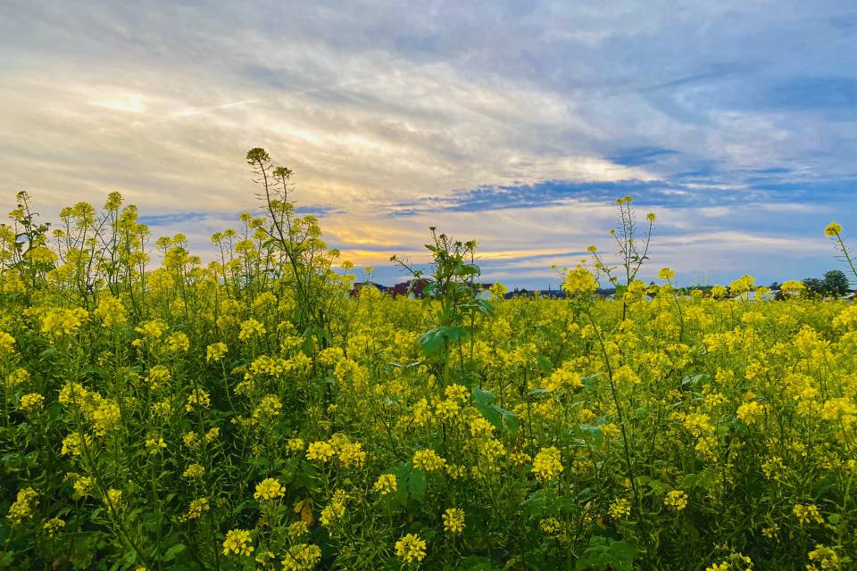 Blumen Allgäu