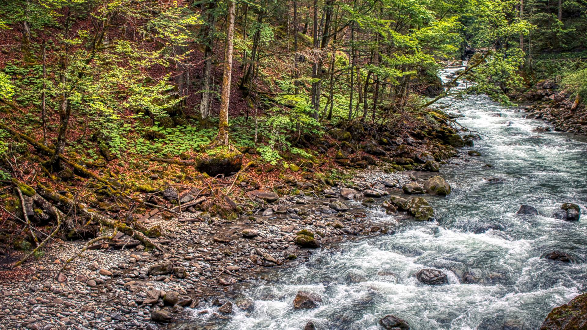 Breitachklamm Allgäu Wald Fluss