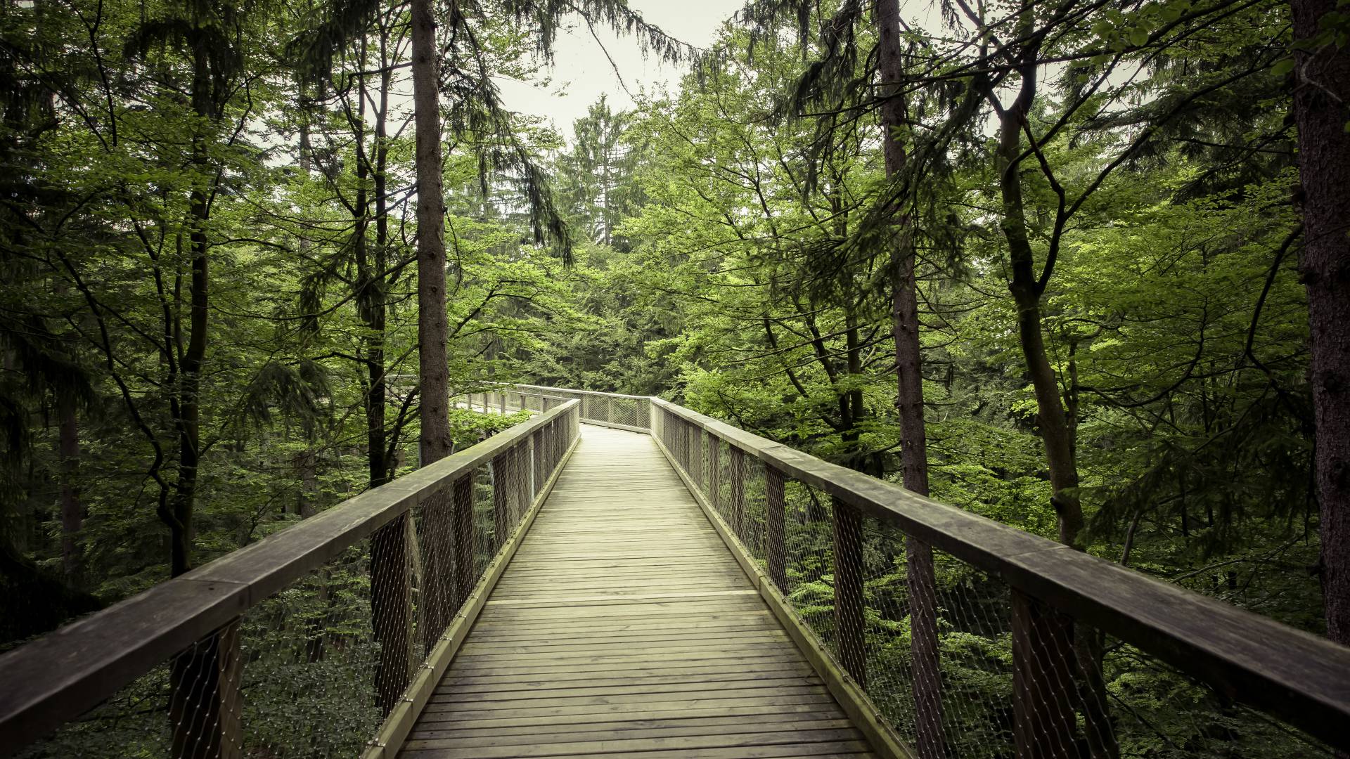 Holzbrücke im Wald